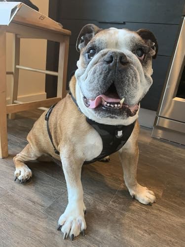 No-Pull Harness for English & French Bulldogs - Adjustable Wide-Chest Fit, Reflective Vest with Control Handle (Brave Black Camo, Large) - color: Brave Black Camo, size: Large