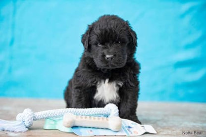 Spunky Pup Clean Earth Recycled Bone| Made in USA | Made from 100% Recycled Water Bottles, Gray - style: Bone