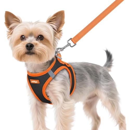 rabbitgoo Dog Harness Small Sized and Leash Set, Step-in Breathable Pet Harness, Soft Walking Reflective Puppy Vest for Small Dogs, Black & Orange, XS - color: Black & Orange, size: XS (Chest: 13.3 - 15.5")
