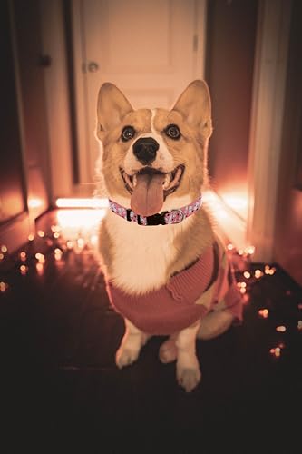 Cute Dog Collar, Halloween Dog Collar for Large Dogs - color: Halloween-2, size: L