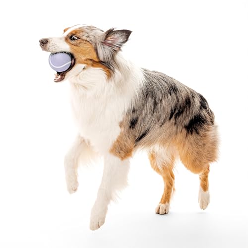 Playology Dog Toys | Squeaky Chew Ball - Bouncy Durable Floating Fetch Ball for Dogs | Jumbo Lamb Scented Toy - Easy to Clean and Made from Non Toxic Materials - size: Jumbo, style: Lamb
