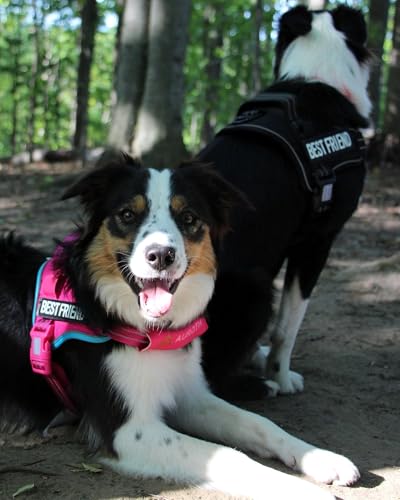 AUROTH Dog Harness and Leash Set, Soft Padded Service Dog Vest with 5.25FT Dog Leash, No Choke, Easy On Pet Vest, Adjustable Reflective No Pull Pet Vest Medium Sized Dog, Easy Walking and Training - color: Rose Red, size: Medium