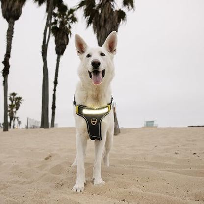 Lumi One LED Dog Harness for Night Visibility and Safety, Patent Pending – High-Visibility Light-Up Dog Vest with 1000 Lumen LED, Rechargeable Battery, Adjustable Fit, Reflective Trim (Black, Medium) - color: Black, size: Medium