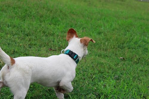 Mikivery Nylon Dog Collar with Quick Release Buckle Soft Adjustable Sturdy for Small Medium Large Dogs Teal,M - color: Teal, size: M：13"-20"