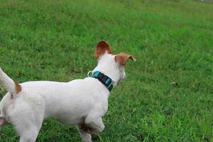 Mikivery Nylon Dog Collar with Quick Release Buckle Soft Adjustable Sturdy for Small Medium Large Dogs Teal,L - color: Teal, size: L：17.5"-25.5"