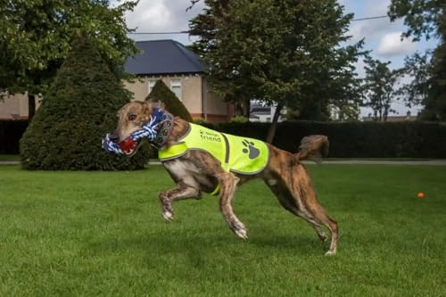 Safety Reflective Vest for Dogs - High Visibility for Outdoor Activity Day and Night, Protect Your Pet from Cars & Hunting Accidents - size: XL
