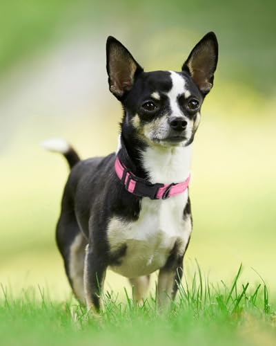 Joytale Reflective Dog Collar, Soft Neoprene Padded, Metal D-Ring, Nylon Pet Collar Adjustable for Puppy Dogs, Pink, XS - color: Pink, size: X-Small (Pack of 1)