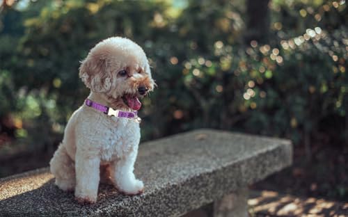 Purple Puppy Collar with Bell, Reflective Nylon XS Cat Collars Soft Adjustable Buckle for XSmall Small Puppy Female Tiny Pets Dogs Boy Girl Kitten Yorkie Chihuahua X-Small - color: Dark Purple