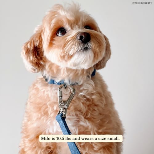 Lucy & Co. Dog Collar - Durable Lightweight Designer Collar for Pets - Adjustable Metal Safety Buckel. - Blue Denim - Small - color: Blue Jeans, size: Small