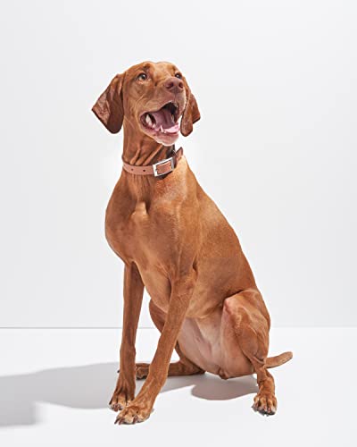 Wild One Dog Collar, Easy-Clean, All Weather Flex-Poly Strap with Metal, Durable, Dirt and Odor Resistant (Cocoa, M) - color: Cocoa, size: M