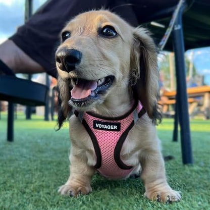 Best Pet Supplies Voyager Step-in Air All Weather Mesh Harness and Reflective Dog 5ft Leash Combo with Neoprene Handle, for Small, Medium and Large Breed Puppies - Set (Pink/Black Trim), XX-Small - color: Harness Leash Bundle (Pink/Black Trim), size: XXS