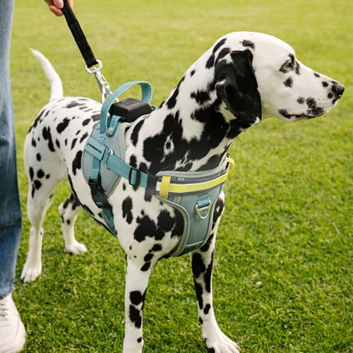 Lumi One LED Dog Harness for Night Visibility and Safety, Patent Pending–High-Visibility Light-Up Dog Vest with 1000 Lumen LED, Rechargeable Battery, Adjustable Fit, Reflective Trim (Teal Blue, Small) - color: Blue, size: Small