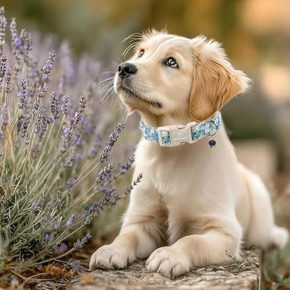 Blueberry Pattern Dog Collar, Cute Light Blue Spring Summer Puppy Collar - Soft Adjustable Designer Dog Collars for Small Medium Large Dogs XS - color: Blueberry, size: XS