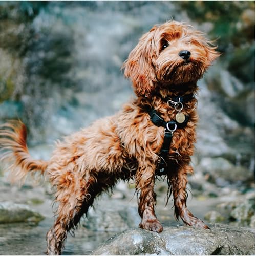 Blue-9 Buckle-Neck Balance Harness, Fully Customizable Fit No-Pull Harness, Ideal for Dog Training and Obedience, Made in The USA, Hot Pink, Small - color: Hot Pink, size: S (Ribcage: 17.5"-25.5")