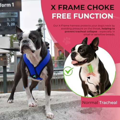 Gooby Choke Free Comfort X Soft Harness, Blue, Small - color: Blue, size: Small Chest (11.75-15.5")