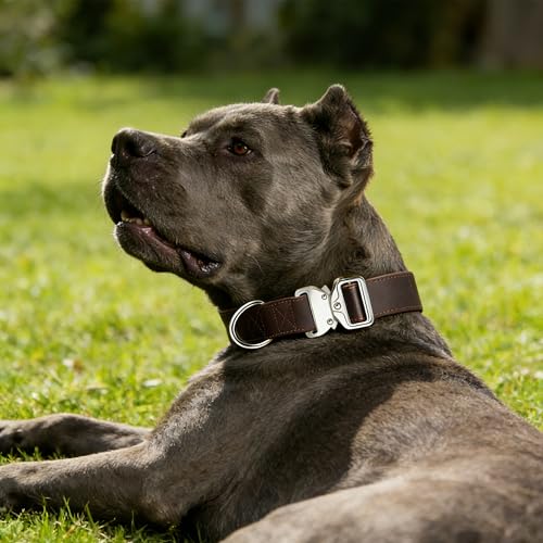 AssuredLock Leather Dog Collar, 1.5” Wide, Smooth Quick-Release Buckle with Adjustable Design, Heavy-Duty Handcrafted Collars for Large Dogs, Brown-M - color: Brown, size: 12.5-20.5 In