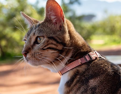 Rogz Urban Cat Safety Collar Small/Medium - Pink Blush - color: Pink Blush