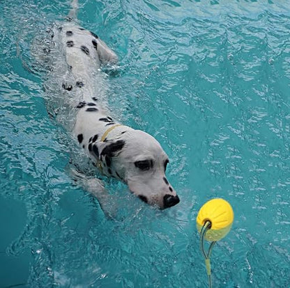 2 Pack Ball with Rope Dog Toy,Fling Dura Foam Toy,Dog Water Float Ball Rraining Boall on Rope (2 Pieces 9cm/3.5") - size: 2 Pieces 9cm/3.5"