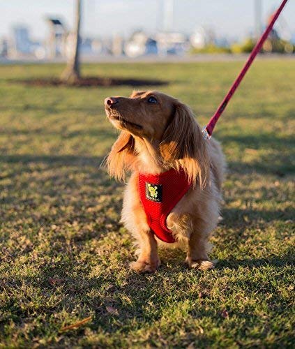 EcoBark Teacup Dog Leash - Soft & Reflective Toy Breed Leashes with Padded Handle - Strong & Durable - Training and Pulling for Tiny & Small Dogs (Red) - color: Red, size: 6 ft x 5/8 in - Thinnest Width