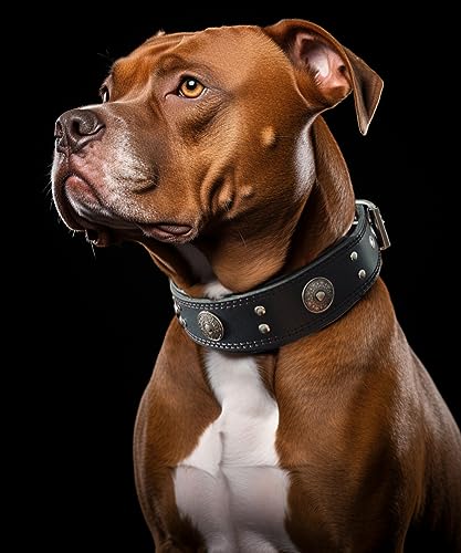 Leather Dog Collar, 2 inches Wide Heavy Duty Genuine Leather Collars, Handmade, Soft, and Luxury, Eye-catching Best Choice for Large and Medium Breed Dogs, Black 18.5-22.5 inches - color: Black, size: 18.5-22.5 in