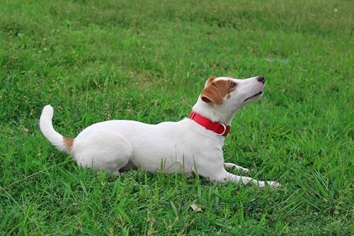 Mikivery Nylon Dog Collar with Quick Release Buckle Soft Adjustable Sturdy for Small Medium Large Dogs Red,M - color: Red, size: M：13"-20"