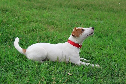 Mikivery Nylon Dog Collar with Quick Release Buckle Soft Adjustable Sturdy for Small Medium Large Dogs Red,M - color: Red, size: M：13"-20"
