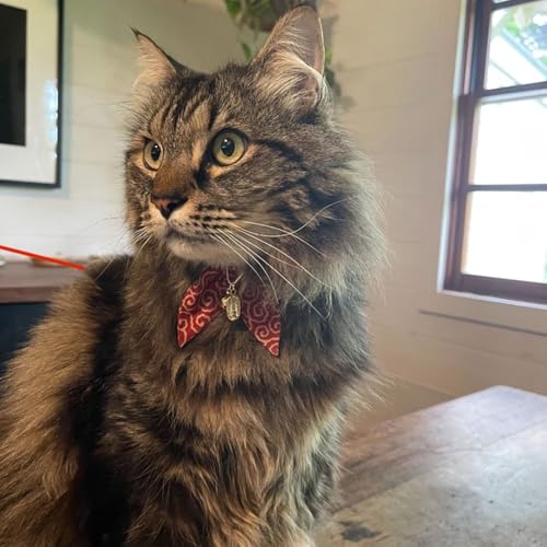 Bunny Ears Cat Collar, Japan Lucky ‘開三運’ Charm. Safety Breakaway Bowtie Kitten Collar with Bell, Red - color: Red