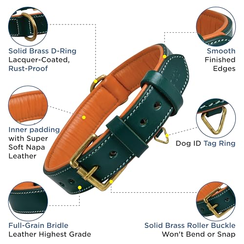 Genuine Leather Dog Collar – 1" Wide Full Grain, Padded, Heavy Duty with Brass Buckle for Small, Medium, Large, XL Dogs (Medium (Fit Neck Size 14.5"-18.5"), Teal Green) - color: Teal Green, size: M (Fit Neck Size 14.5"-18.5")