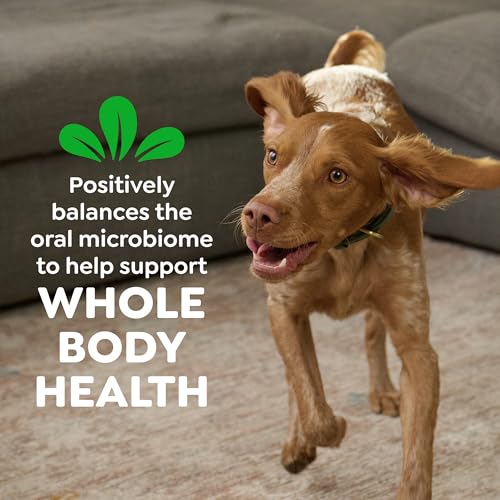 Greenies Veterinarian-Recommended Adult Natural Dental Dog Treats Large Size, Dog Dental Chews, Original Flavor, 6 oz. Pack, 4 Count - size: 4 Count (Pack of 1)