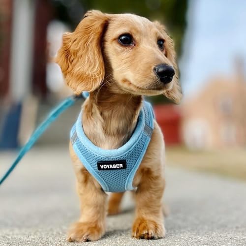 Best Pet Supplies Voyager Step-in Air All Weather Mesh Harness and Reflective Dog 5ft Leash Combo with Neoprene Handle, for Small, Medium and Large Breed Puppies - Set (Baby Blue), XXX-Small - color: Harness Leash Set (Baby Blue), size: XXXS (Chest: 10 -