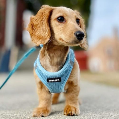 Best Pet Supplies Voyager Step-in Air All Weather Mesh Harness and Reflective Dog 5ft Leash Combo with Neoprene Handle, for Small, Medium and Large Breed Puppies - Set (Baby Blue), XXX-Small - color: Harness Leash Set (Baby Blue), size: XXXS (Chest: 10 -