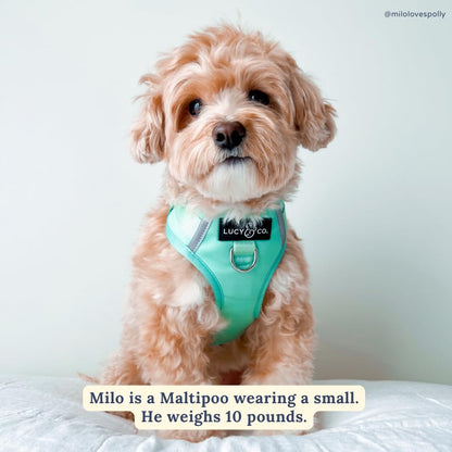 Lucy & Co. The Spring Green No-Pull Dog Harness - Size Small- Vest to Stop Pulling & Walk Easy - Comfortable Leash Training Product w/Adjustable Chest & Neck Straps - color: The Spring Green No-Pull Harness, size: Small