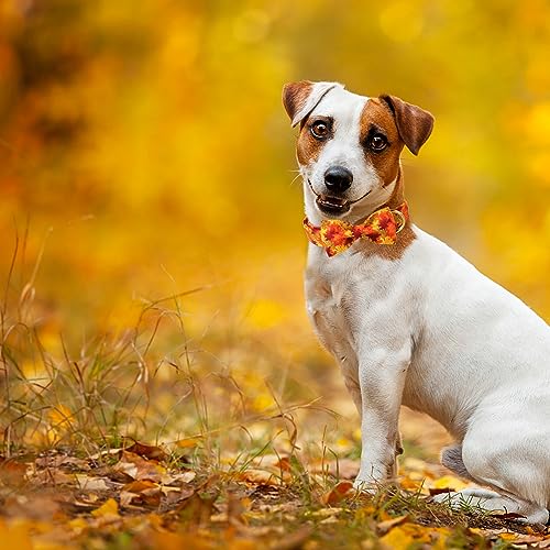Fall Dog Collar with Bow Tie - Cute Fall Gold Maple Thansgiving Dog Collars, Adjustable Cotton Metal Buckle Bowtie Collar for Small Medium Large Boy Girl Dogs XS - color: B-Maple Leaf, size: XS