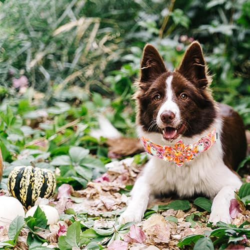 Fall Dog Collar, Pink Flower Pumpkin Print Adjustable Pet Collar Cute Cotton Soft Collars with Flower Metal Buckle Holiday Puppy Collars Boy&Girl Gift for X-Small Dogs - color: B:Fall Pumpkin, size: X-Small (Pack of 1)