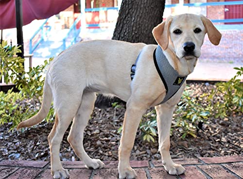 EcoBark Dog Harness - Eco-Friendly Max Comfort Harnesses - Luxurious Soft Mesh Halter - Over the Head Harness Vest- No Pull and No Choke for Small, Toy Breed, and Teacup Dogs (XS, Gray) - color: Gray