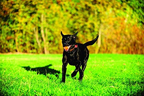 Chuckit! Dog Tennis Ball Dog Toy, Large (3 Inch Diameter) for dogs 60-100lbs, Pack of 1 - size: Large - Pack of 1