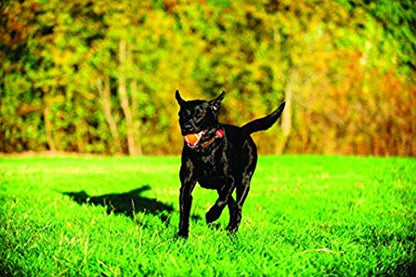 Chuckit! Dog Tennis Ball Dog Toy, Large (3 Inch Diameter) for dogs 60-100lbs, Pack of 1 - size: Large - Pack of 1