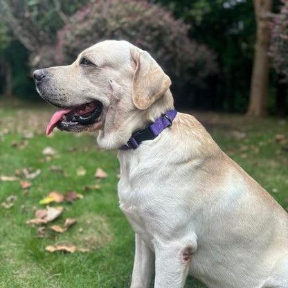 Premium Classic Nylon Adjustable Dog Collars,Soft and Smooth Regular 3/4 Inch Wide Dog Collars with Quick Release Buckle for Medium Dogs Walking,Training. (Medium, Ultra Violet) - color: Ultra Violet, size: Medium 13-17 Inches