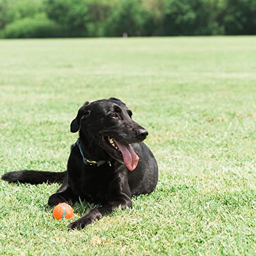 Chuckit! Dog Tennis Ball Dog Toy, Medium (2.5 Inch Diameter) for dogs 20-60 lbs, Pack of 4 - size: Medium - Pack of 4
