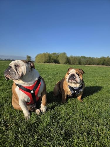 No-Pull Harness for English & French Bulldogs - Adjustable Wide-Chest Fit, Reflective Vest with Control Handle (Bulldog Red, Large) - color: Bulldog Red, size: Large