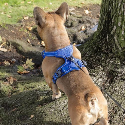 Voyager Dog Harness Dual Leash Attachment No-Pull Control Adjustable Soft but Strong Pet Harness for Medium and Large Dogs with 3M Reflective Technology, Leash Set Royal Nylon, XS (Chest: 13-16") - color: Leash Set Royal Nylon, size: XS (Chest: 13 - 16")