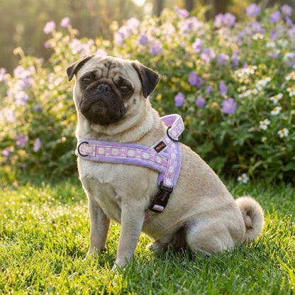 Didog No Pull Dog Harness with Soft Padded, Easy Walk Dog Harness with Quick Release Buckle, Adjustable & Reflective Pet Harness with Soft Padded for Small Medium Dogs (S:Chest 19-22", Purple) - color: Purple, size: S:Chest 19-22", Fit 15-25 lbs