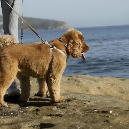 2 Hounds Freedom No Pull 1 Inch Training Leash ONLY Works with No Pull Harnesses (Light Pink) - color: Light Pink