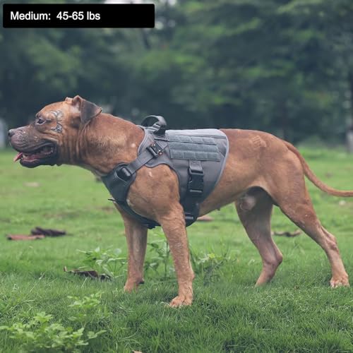 ICEFANG Tactical Dog Harness, Medium Size,2X Metal Buckle,Working Dog MOLLE Vest with Handle,No Pulling Front Leash Clip,Hook and Loop Panel (Grey,M (Pack of 1)) - color: Grey, size: Medium (Pack of 1)