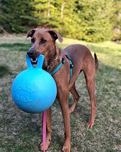 Jolly Pets Tug-n-Toss Heavy Duty Dog Toy Ball with Handle, 10 Inches/X-Large, Blueberry for All Breed Sizes - color: Blueberry, size: XL (10 in)