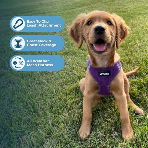 Best Pet Supplies Voyager Step-in Air Harness - All Weather Mesh, Reflective, No Pull Harness for Dogs, Cats - Secure with Hook & Loop Fastener, Buckle, Double D-Rings - Purple, XS
