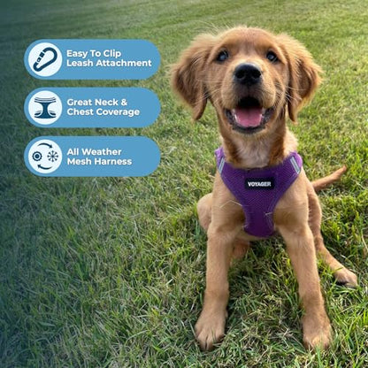 Best Pet Supplies Voyager Step-in Air Harness - All Weather Mesh, Reflective, No Pull Harness for Dogs, Cats - Secure with Hook & Loop Fastener, Buckle, Double D-Rings - Purple, XS