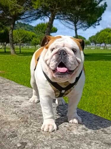 No-Pull Harness for English & French Bulldogs - Adjustable Wide-Chest Fit, Reflective Vest with Control Handle (K9 Khaki Camo, Large) - color: K9 Khaki Camo, size: Large