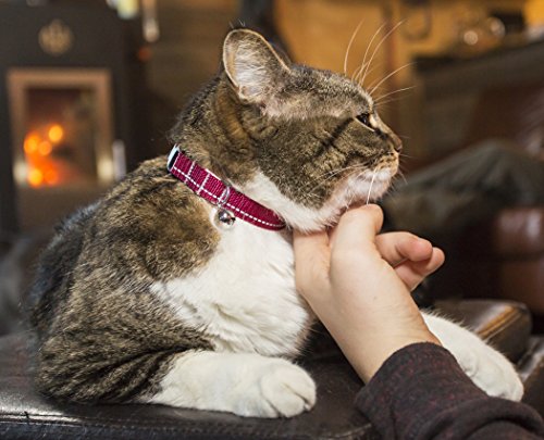 RC Pet Products Primary Collection Kitty Breakaway Collar, Burgundy, 1/2" - color: Burgundy