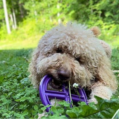 Flexible Flying Disc - Durable Floating Dog Toy for Fetch, Tug, Treat Filling, Made in USA, FDA Compliant TPE, Medium/Large Dogs, Purple - color: Purple